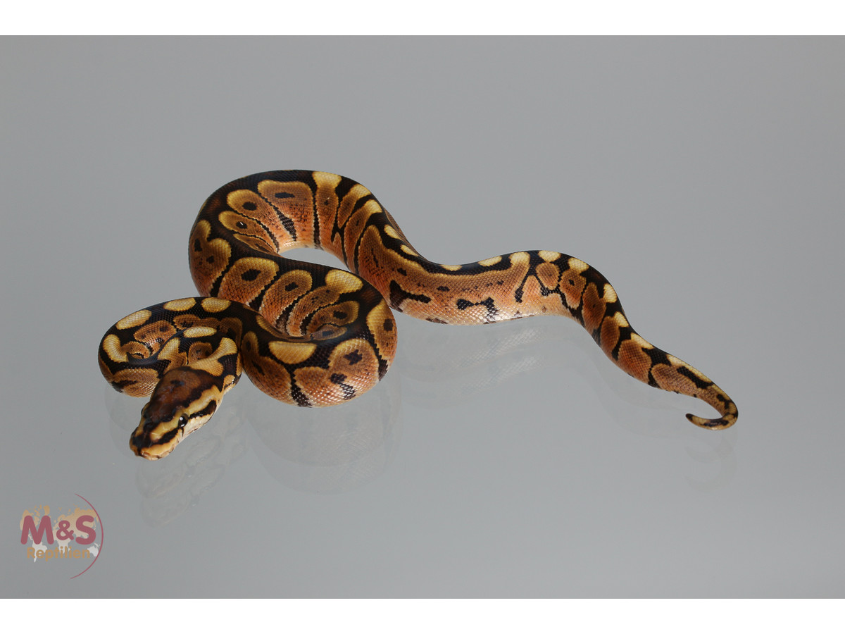 M&S Reptiles Mocha-Woma Ball Python