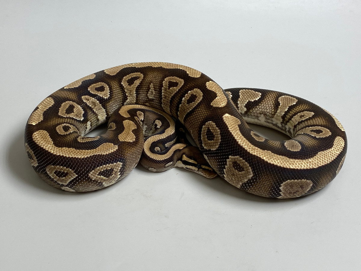 M&S Reptiles Phantom Ball Python