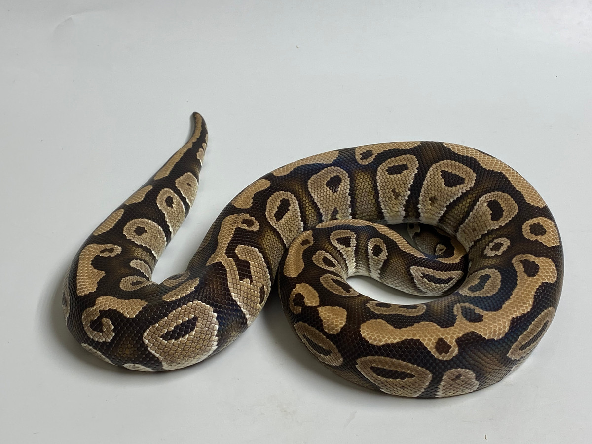 M&S Reptiles Phantom Ball Python second listing