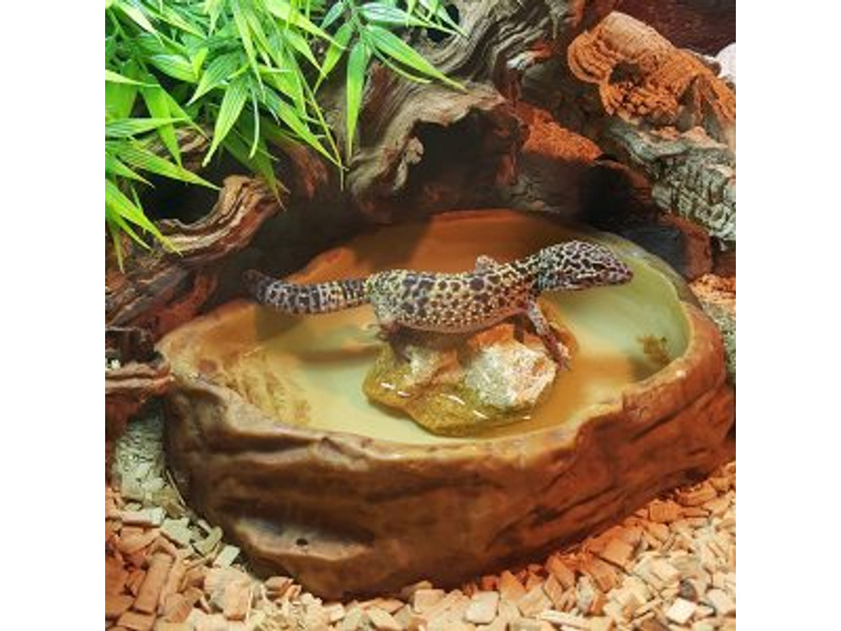 Terrarios para geckos