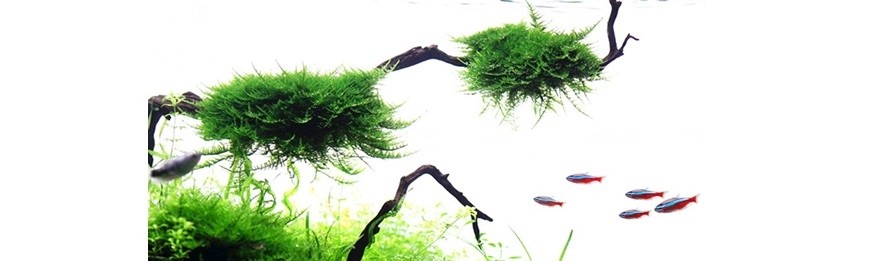 389-Plantas.jpg (870×261)