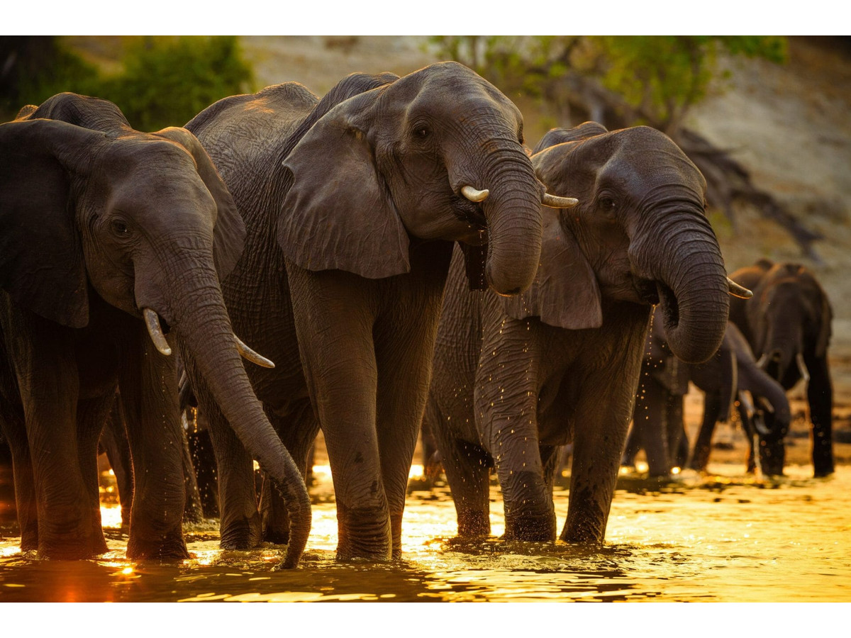 Viajes a Botswana, safaris y glamping de lujo | NUBA