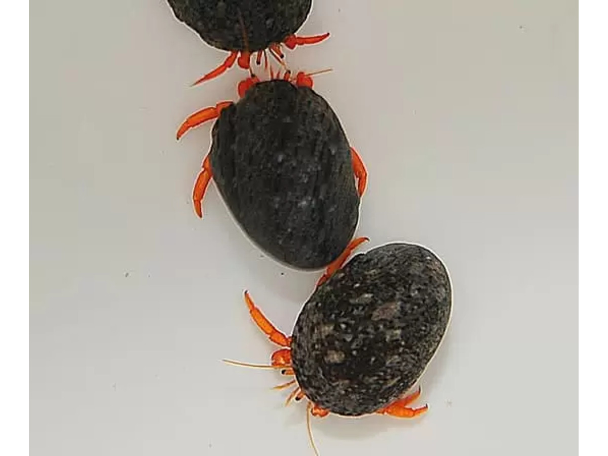 Clibanarius Rutilus