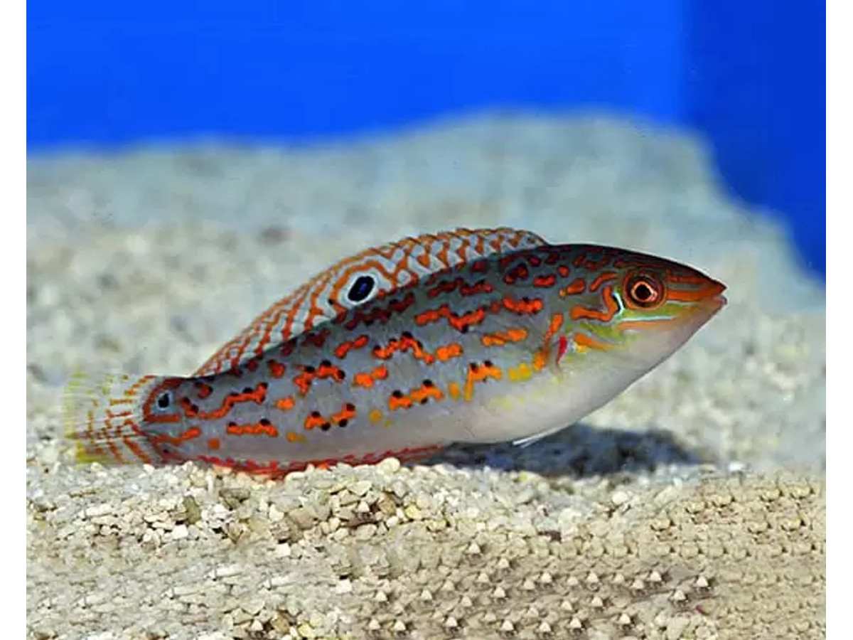 Halichoeres Timorensis