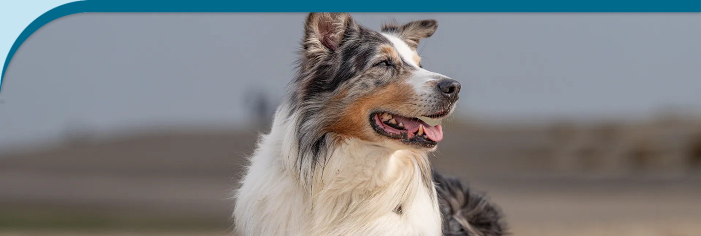 Petlando for Dogs