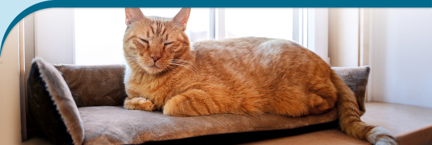 Cat Beds