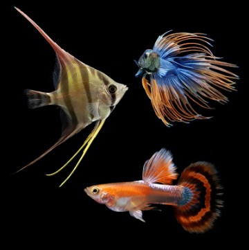 Peces - Pisciber Bsf