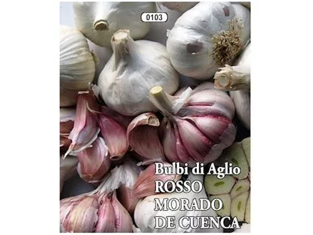 Ajo de siembra morado de Cuenca ecológico
