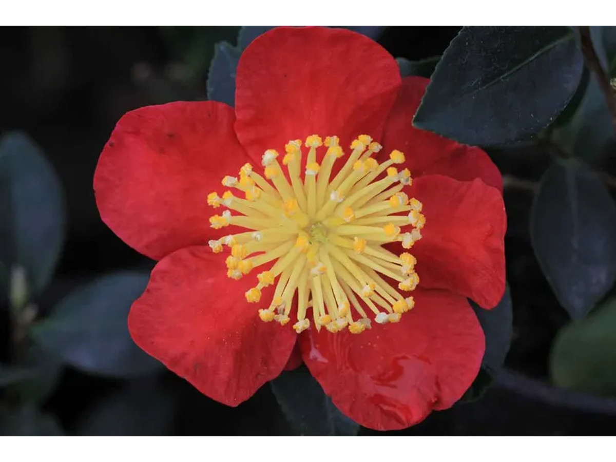 Camelia sasanqua Yuletide. Flor Roja