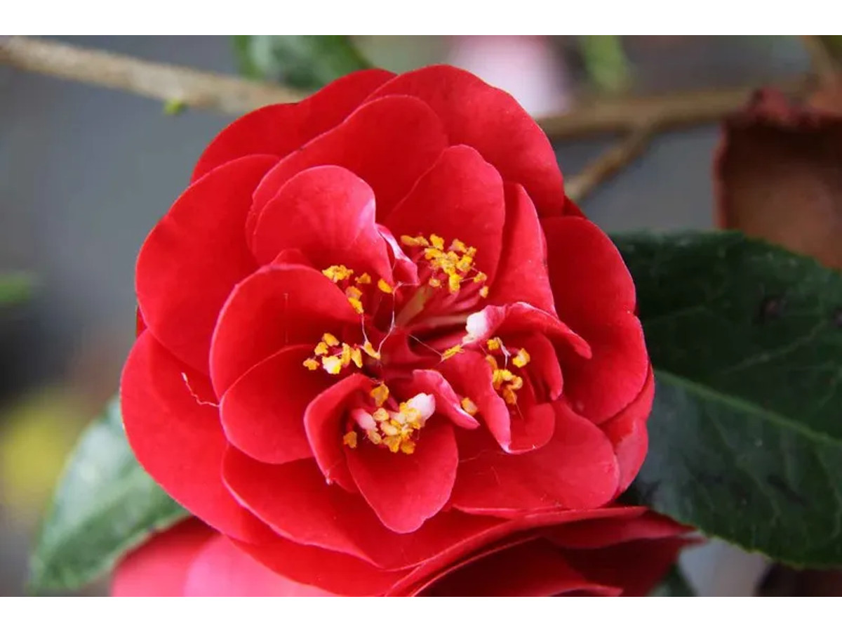 Camelia japonica Maroon y Gold