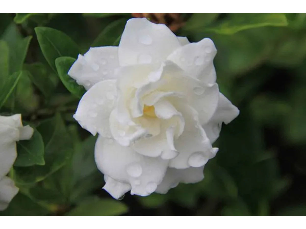 Gardenia, Jazmín del Cabo