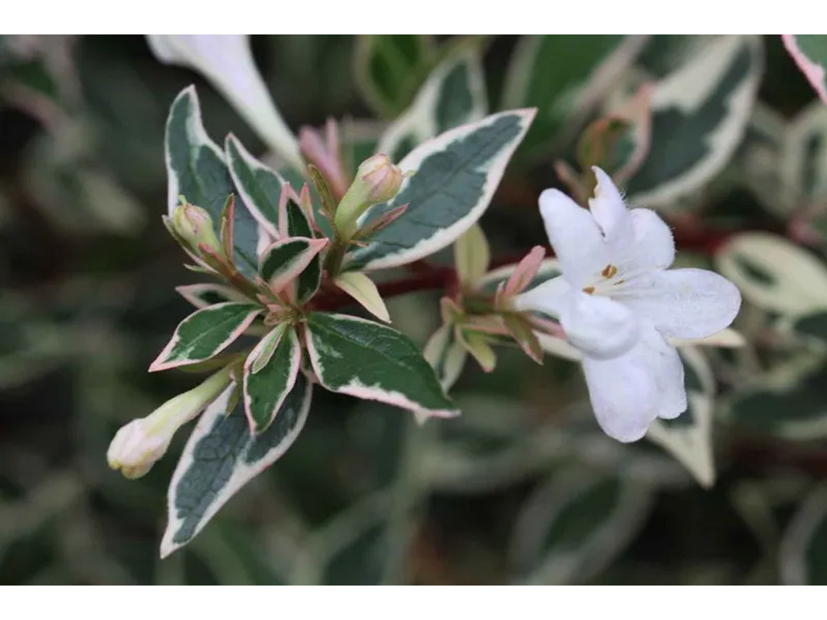 Abelia variegata