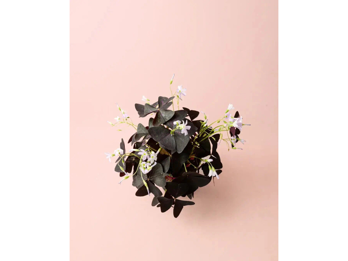 Oxalis Triangularis – Planta Mariposa M