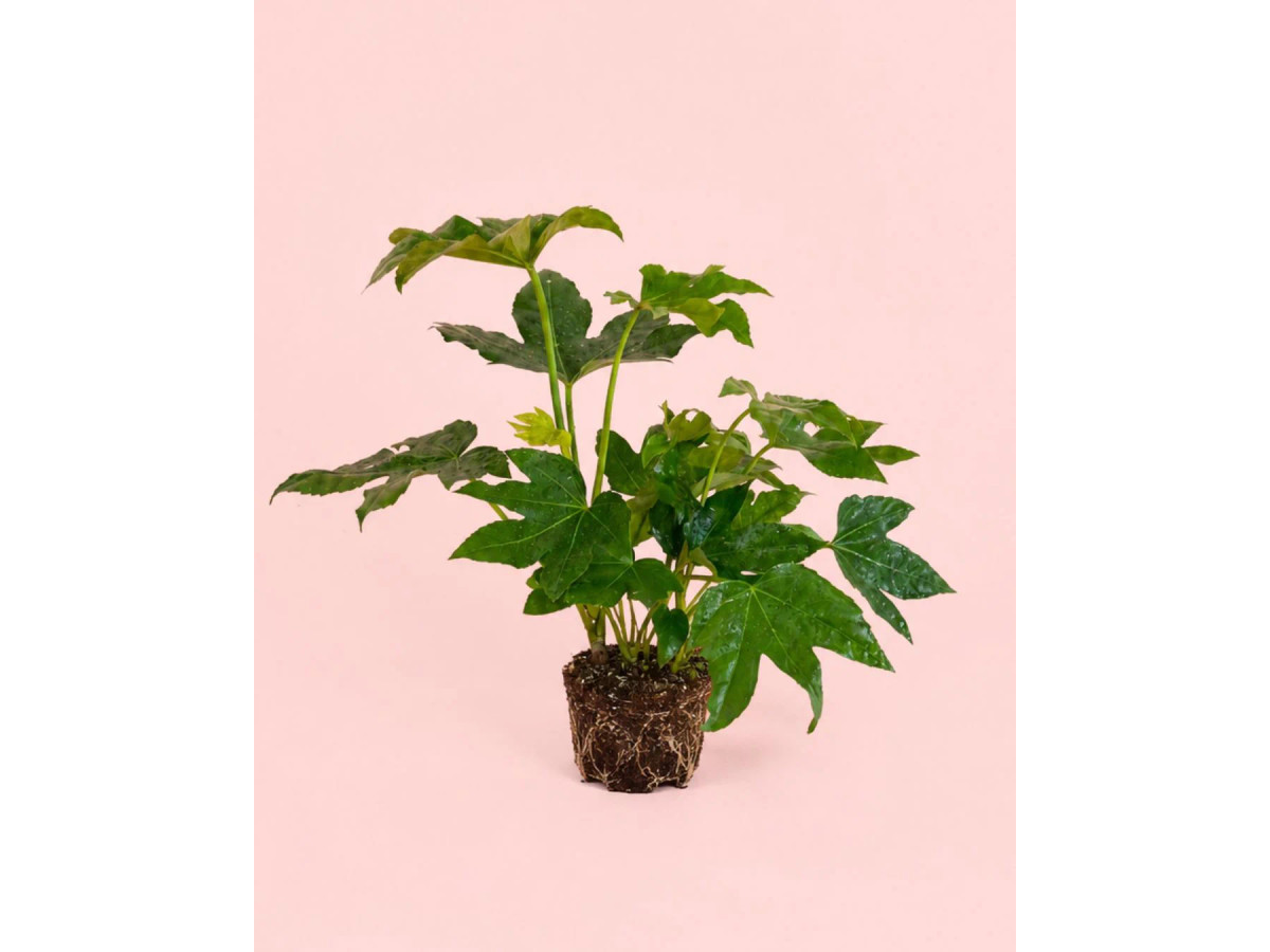 Fatsia Japonica M