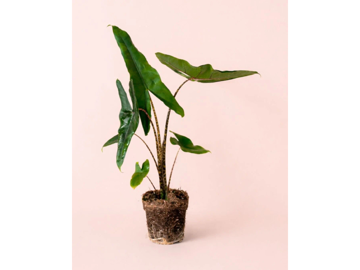 Alocasia Zebrina M