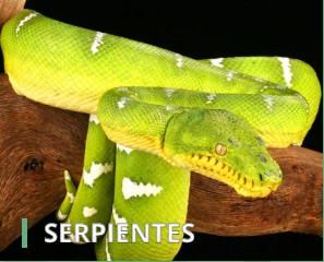 shop for ANIMALES EXÓTICOS ONLINE