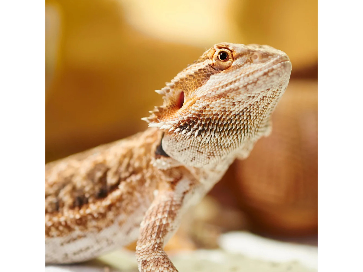Bearded Dragon Setup