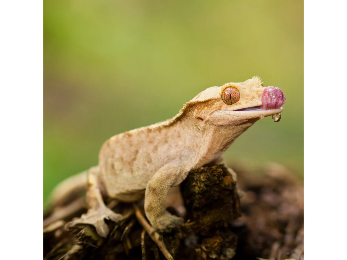 Crested Gecko Setup