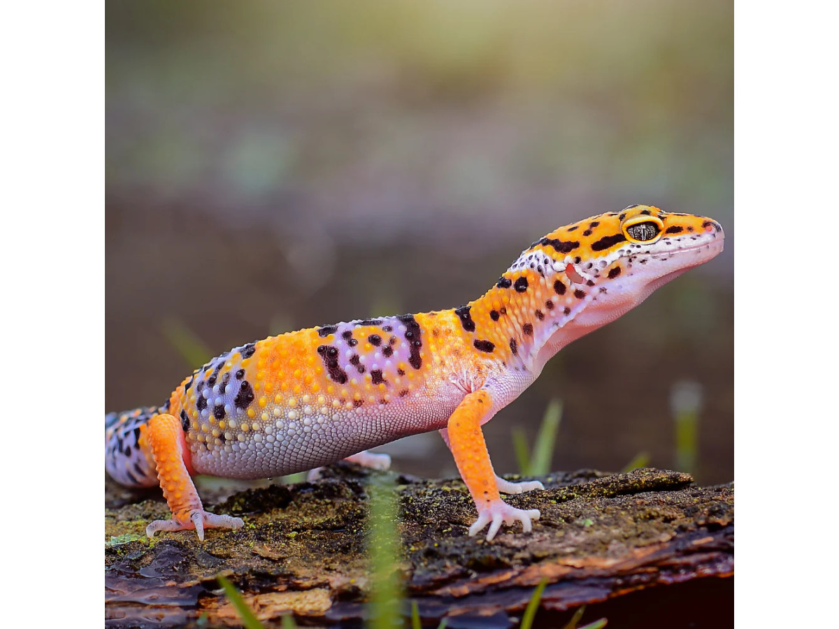 Leopard Gecko Setup