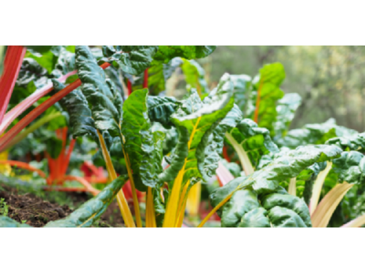 Hortícolas