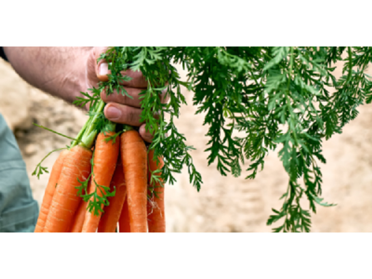 Hortícolas híbridos F1