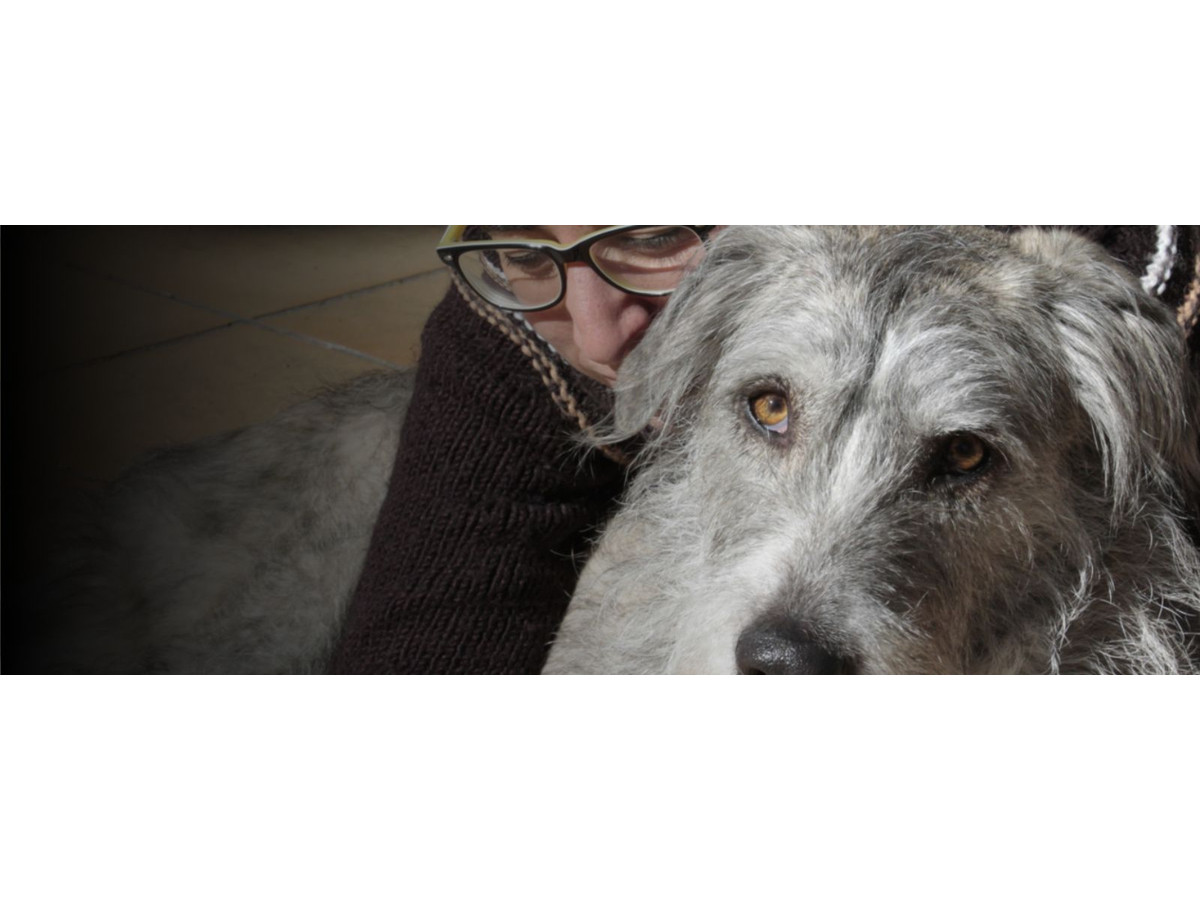 Adiestramiento canino a domicilio