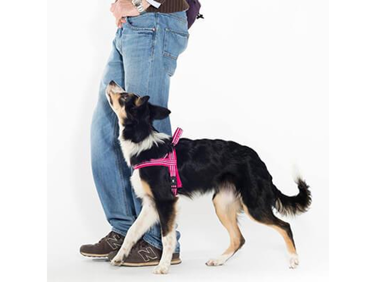 Adiestramiento canino en Madrid