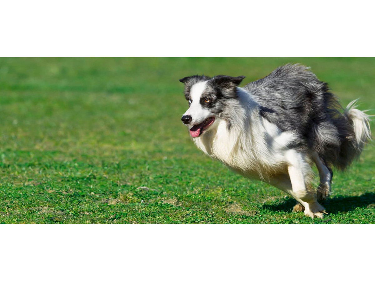 Curso de adiestrador canino profesional