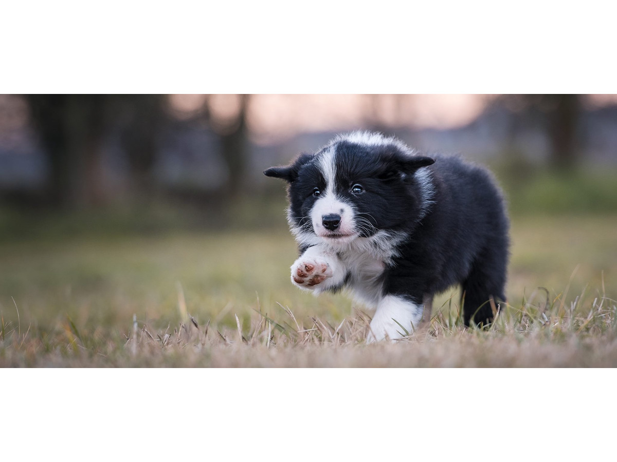 Curso Mi Cachorro Ideal