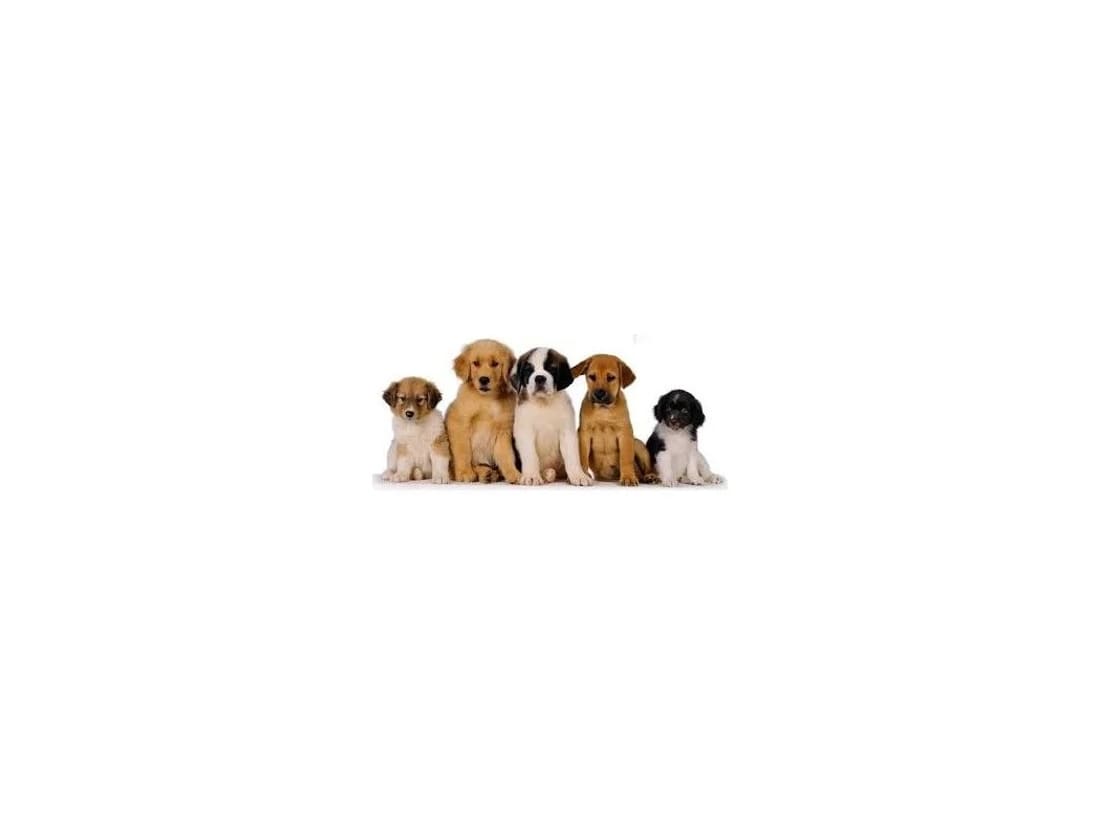 Perros