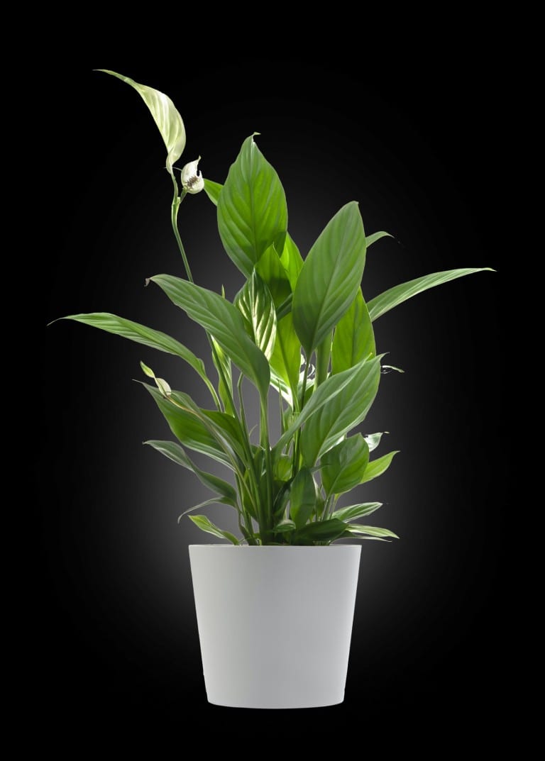 Floristería online