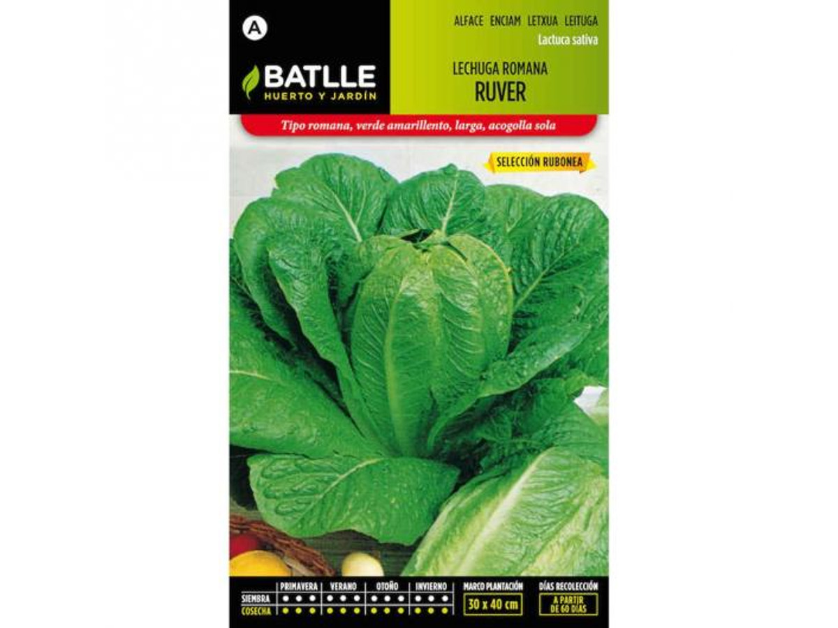 Semilla de Lechuga Ruver