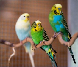 Pájaro