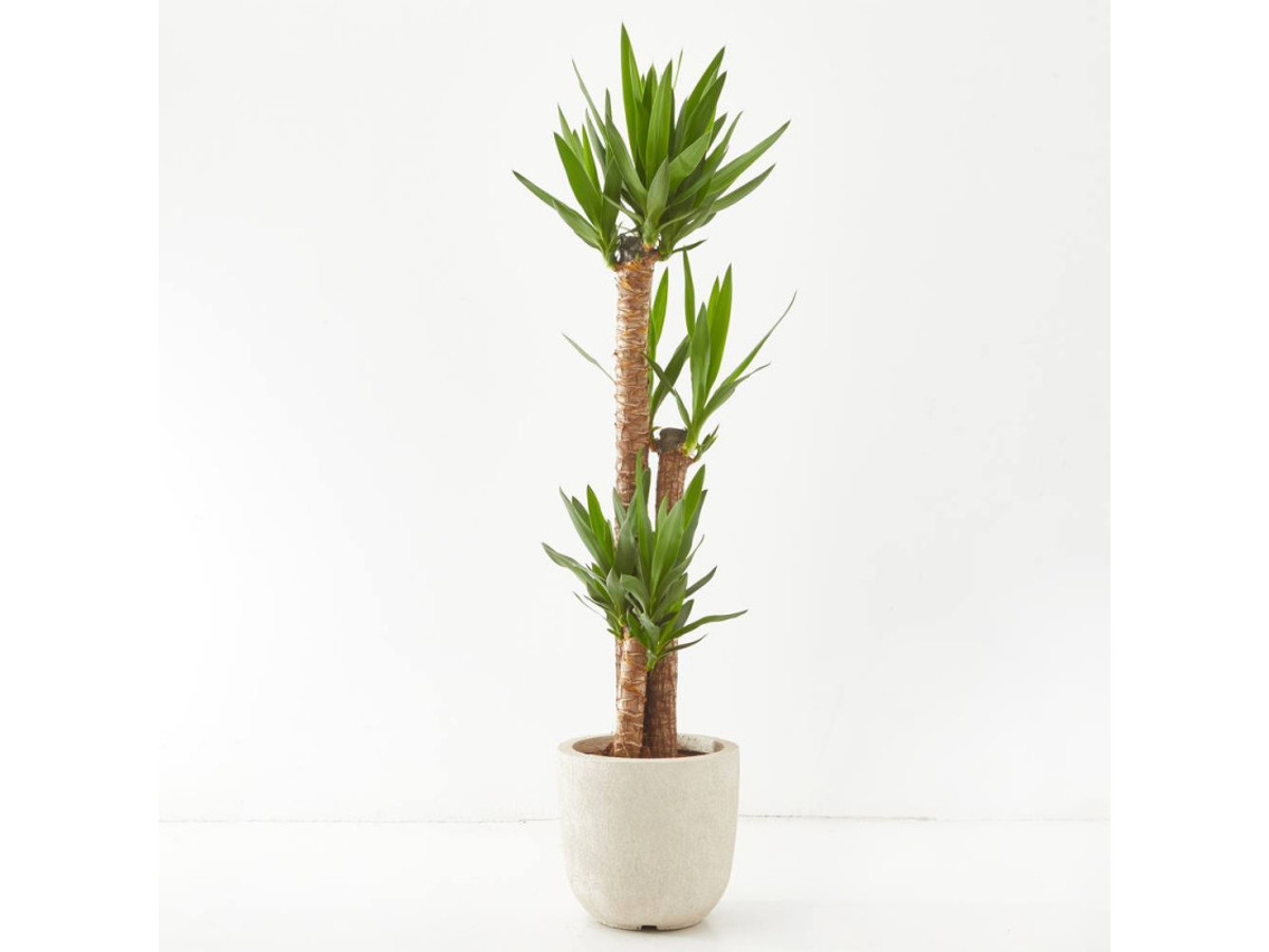 Yucca