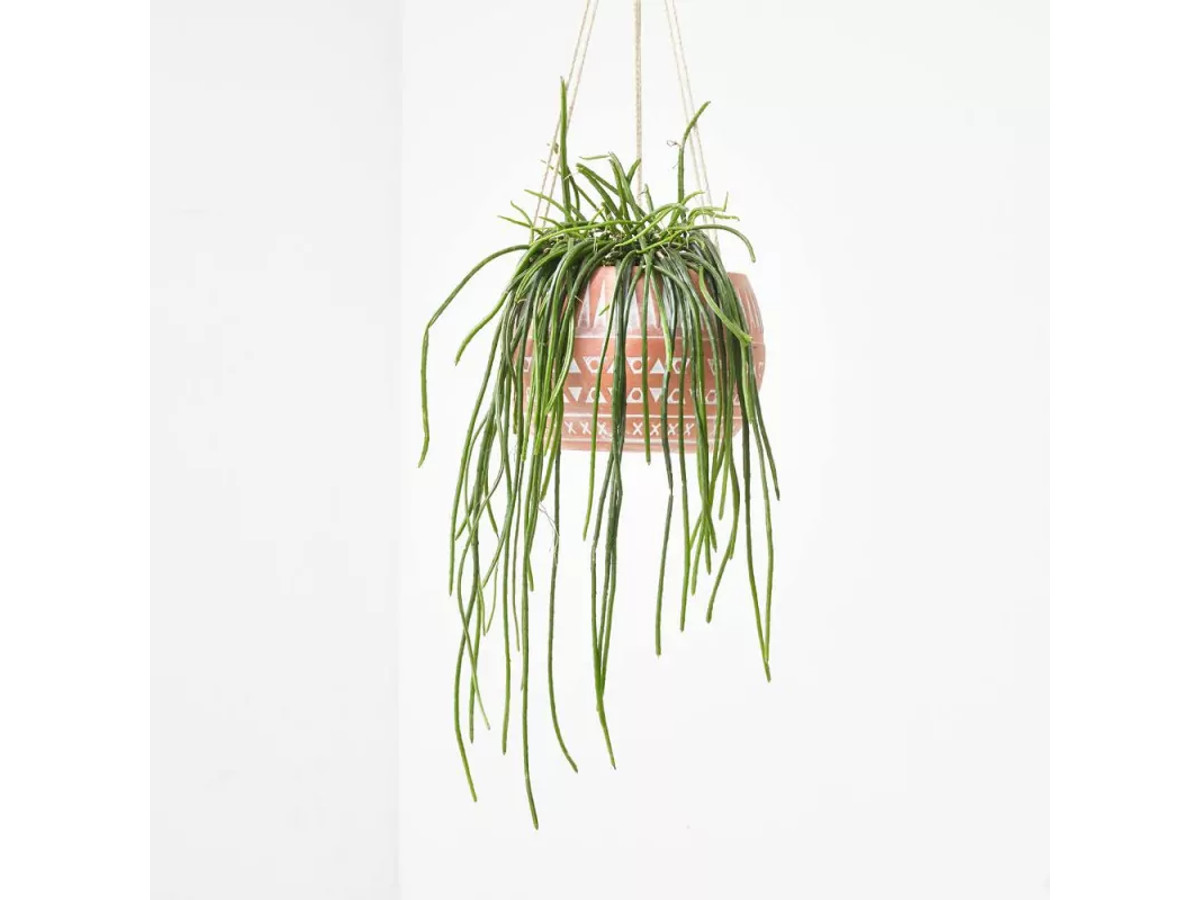 Cactus colgante