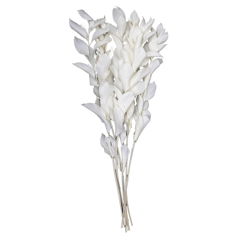 Ruscus preservado