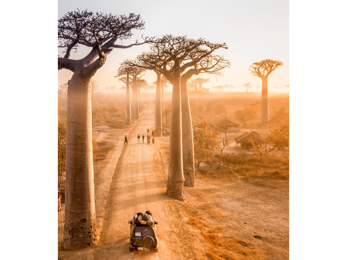 Madagascar y conservación de lémures