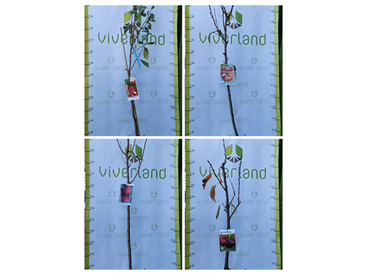 Pack de 4 árboles frutales de hueso