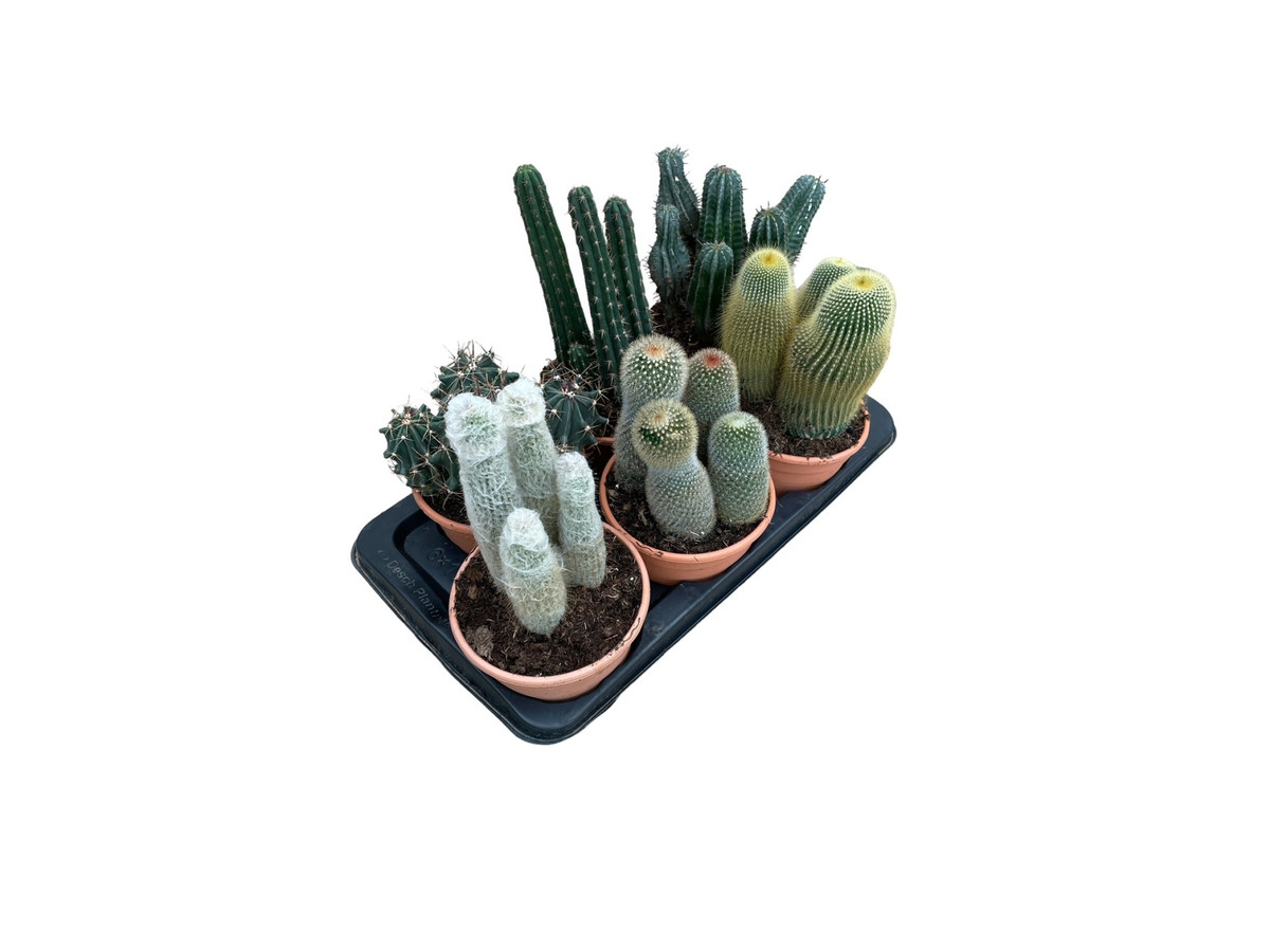 Cactus maceta