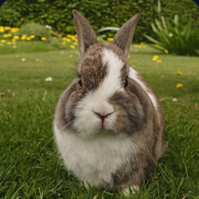 Guía de pequeños mamíferos: conejo, cobaya, hámster y degú